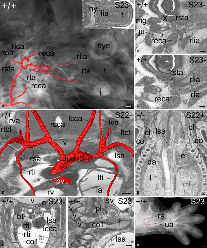 https://cdn.ncbi.nlm.nih.gov/pmc/blobs/6143/5603791/b7bddf098ded/JOA-231-600-g004.jpg