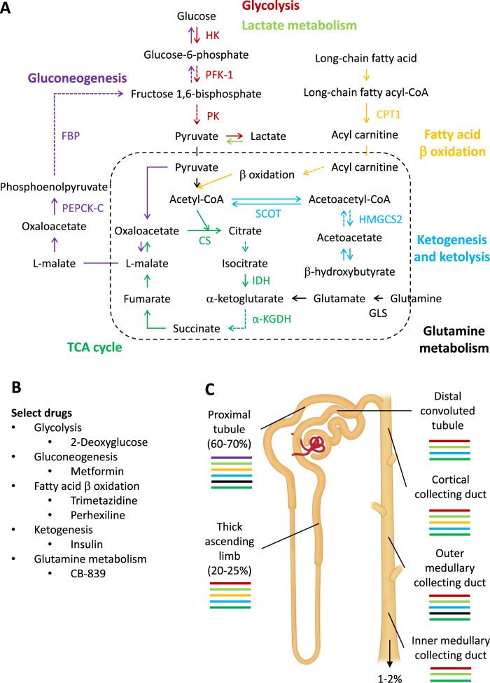 https://cdn.ncbi.nlm.nih.gov/pmc/blobs/6147/7878744/443ffe426a26/41467_2021_21301_Fig1_HTML.jpg