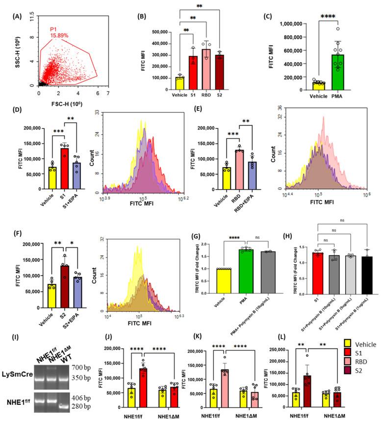 https://cdn.ncbi.nlm.nih.gov/pmc/blobs/614a/10885885/3d1b9aa8b4d7/antioxidants-13-00175-g001.jpg