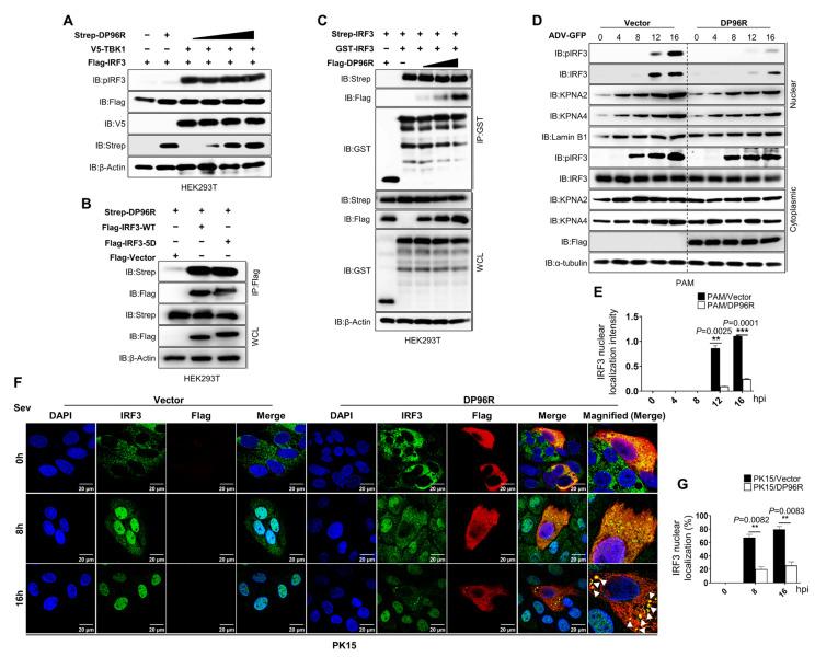 https://cdn.ncbi.nlm.nih.gov/pmc/blobs/6152/10889005/8539eccbb1cc/ijms-25-02099-g002.jpg