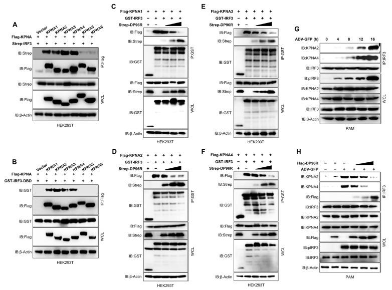 https://cdn.ncbi.nlm.nih.gov/pmc/blobs/6152/10889005/c546ba764fd9/ijms-25-02099-g005.jpg