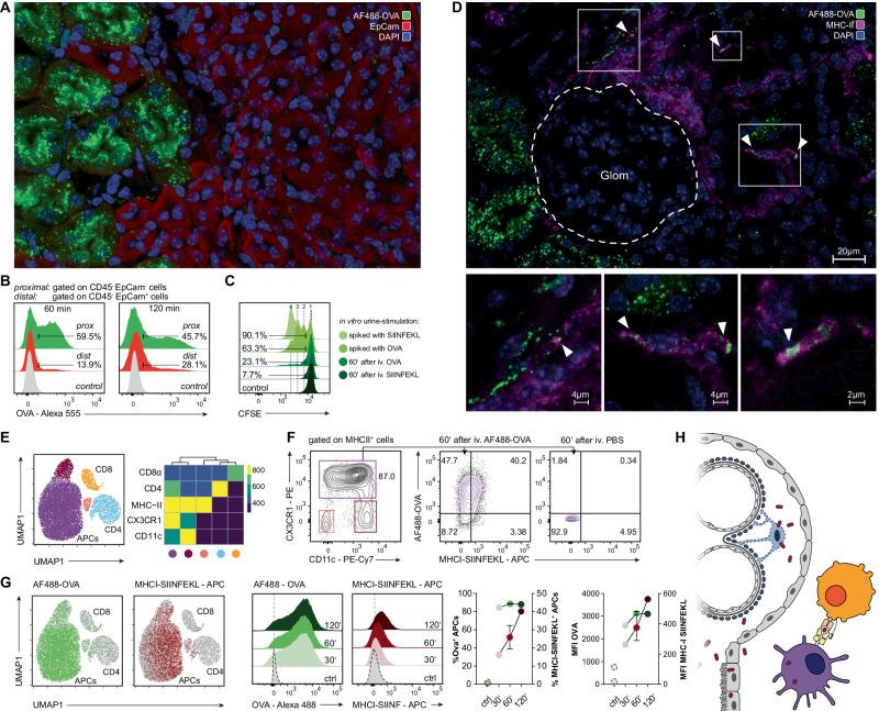 https://cdn.ncbi.nlm.nih.gov/pmc/blobs/6159/11364874/29f15057bb88/41423_2024_1197_Fig4_HTML.jpg