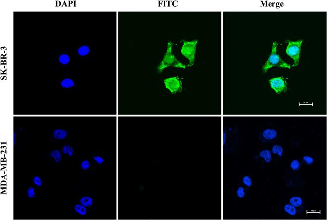 https://cdn.ncbi.nlm.nih.gov/pmc/blobs/6159/6033943/db41a94291fb/41598_2018_28542_Fig5_HTML.jpg
