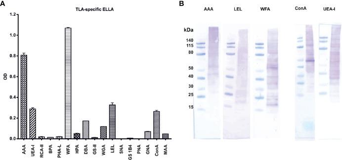 https://cdn.ncbi.nlm.nih.gov/pmc/blobs/615a/7988086/13fe3609238e/fimmu-11-612766-g006.jpg