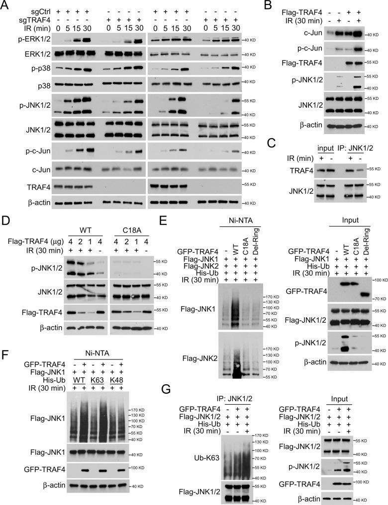 https://cdn.ncbi.nlm.nih.gov/pmc/blobs/615a/9918491/00a70dabe5fc/41419_2023_5637_Fig5_HTML.jpg