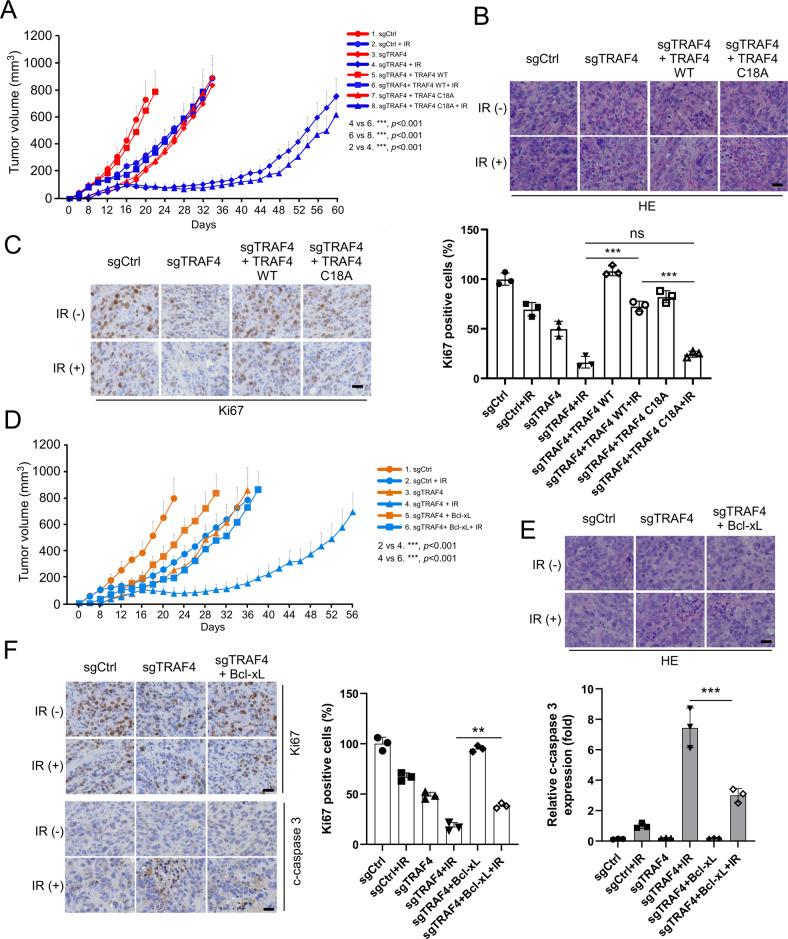 https://cdn.ncbi.nlm.nih.gov/pmc/blobs/615a/9918491/3cfb9f07f847/41419_2023_5637_Fig6_HTML.jpg