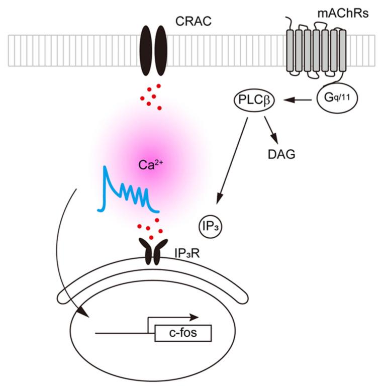 https://cdn.ncbi.nlm.nih.gov/pmc/blobs/615b/8268711/0282b437258d/ijms-22-06818-g003.jpg