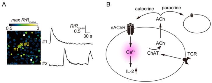 https://cdn.ncbi.nlm.nih.gov/pmc/blobs/615b/8268711/67852074c8c9/ijms-22-06818-g004.jpg