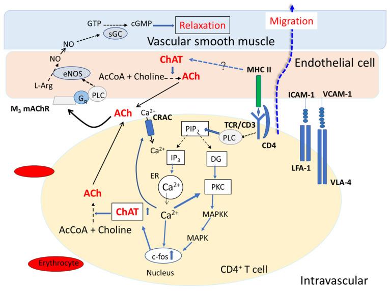 https://cdn.ncbi.nlm.nih.gov/pmc/blobs/615b/8268711/9f1cda602f01/ijms-22-06818-g002.jpg