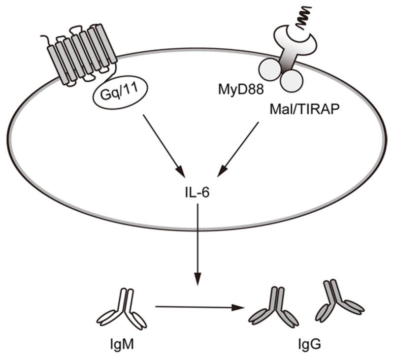 https://cdn.ncbi.nlm.nih.gov/pmc/blobs/615b/8268711/c3ffd9fcbbaf/ijms-22-06818-g005.jpg