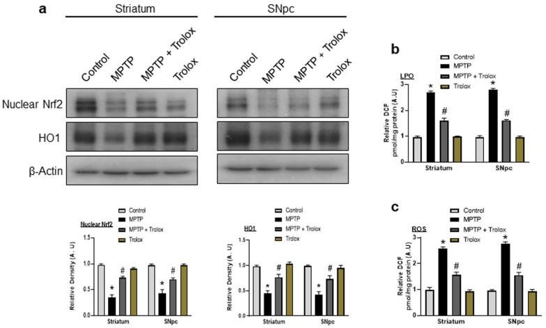 https://cdn.ncbi.nlm.nih.gov/pmc/blobs/615d/10298414/5c3d4528c295/ijms-24-09942-g004.jpg