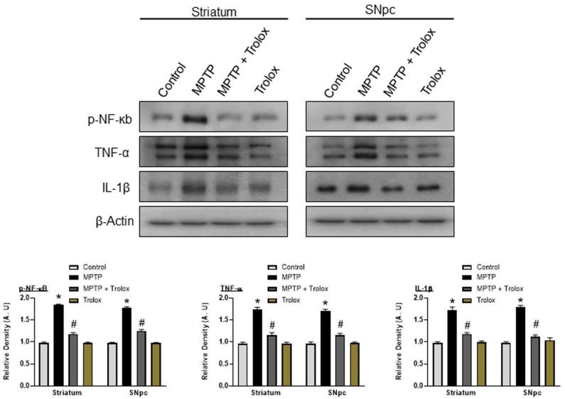 https://cdn.ncbi.nlm.nih.gov/pmc/blobs/615d/10298414/5f54975061bc/ijms-24-09942-g006.jpg