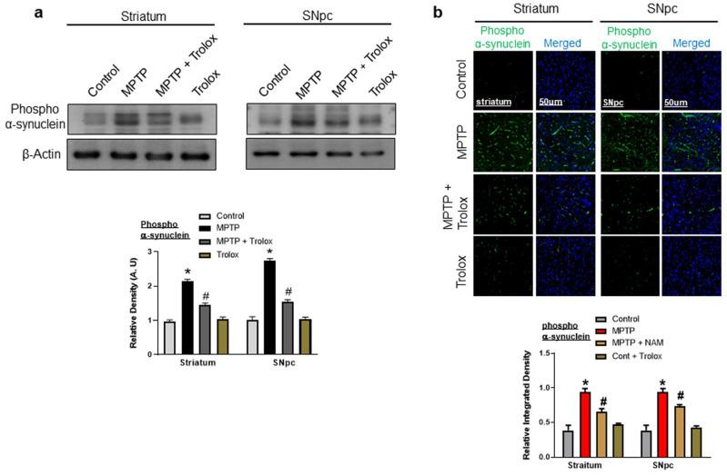 https://cdn.ncbi.nlm.nih.gov/pmc/blobs/615d/10298414/9248e078af0a/ijms-24-09942-g002.jpg