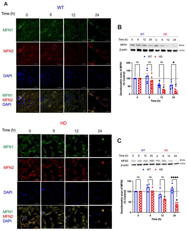 https://cdn.ncbi.nlm.nih.gov/pmc/blobs/615f/10139096/87ba9c0ce590/ijms-24-07178-g004.jpg