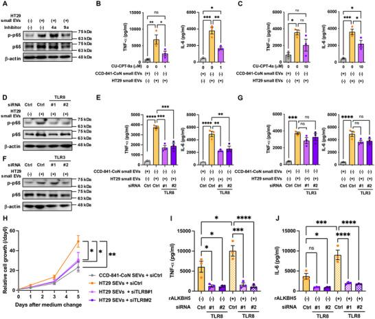 https://cdn.ncbi.nlm.nih.gov/pmc/blobs/615f/12053886/59ae89b9bc2b/JEV2-14-e70083-g001.jpg