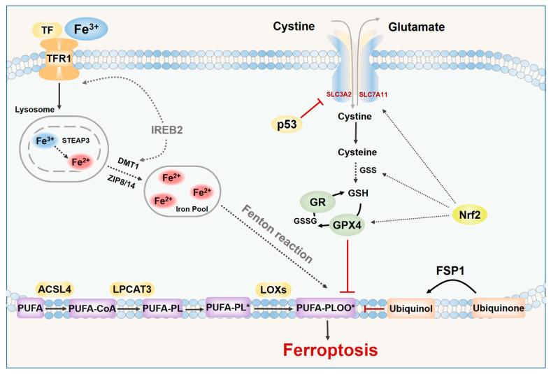 https://cdn.ncbi.nlm.nih.gov/pmc/blobs/615f/8615581/1b8d536d16a8/biomedicines-09-01660-g001.jpg