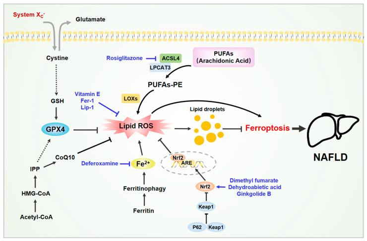 https://cdn.ncbi.nlm.nih.gov/pmc/blobs/615f/8615581/4c27cd926d8a/biomedicines-09-01660-g002.jpg