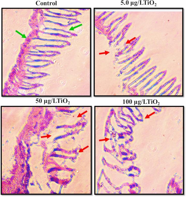 https://cdn.ncbi.nlm.nih.gov/pmc/blobs/6160/12012227/665a5cfd79ee/41598_2025_98715_Fig5_HTML.jpg
