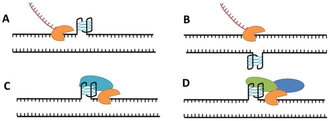 https://cdn.ncbi.nlm.nih.gov/pmc/blobs/6160/4797304/42b95a773298/gkw079fig2.jpg