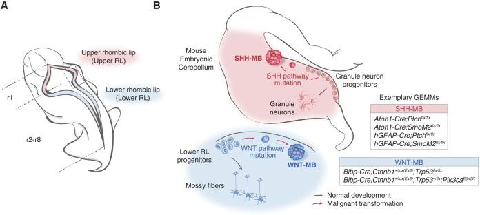 https://cdn.ncbi.nlm.nih.gov/pmc/blobs/6161/11789489/0928c8469ecb/4f02.jpg