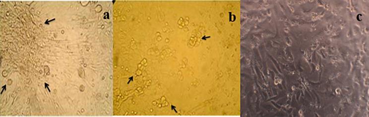 https://cdn.ncbi.nlm.nih.gov/pmc/blobs/6163/11225139/4a33daa61d6e/12575_2024_249_Fig5_HTML.jpg