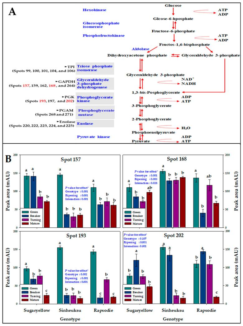 https://cdn.ncbi.nlm.nih.gov/pmc/blobs/6164/8877657/0ee830c3e017/plants-11-00553-g004.jpg