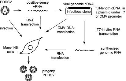 https://cdn.ncbi.nlm.nih.gov/pmc/blobs/6166/7112621/ff1454a3c155/gr1.jpg