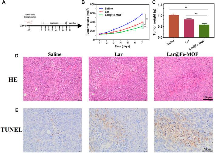 https://cdn.ncbi.nlm.nih.gov/pmc/blobs/616b/10267385/4e54804e806e/fbioe-11-1197484-g010.jpg
