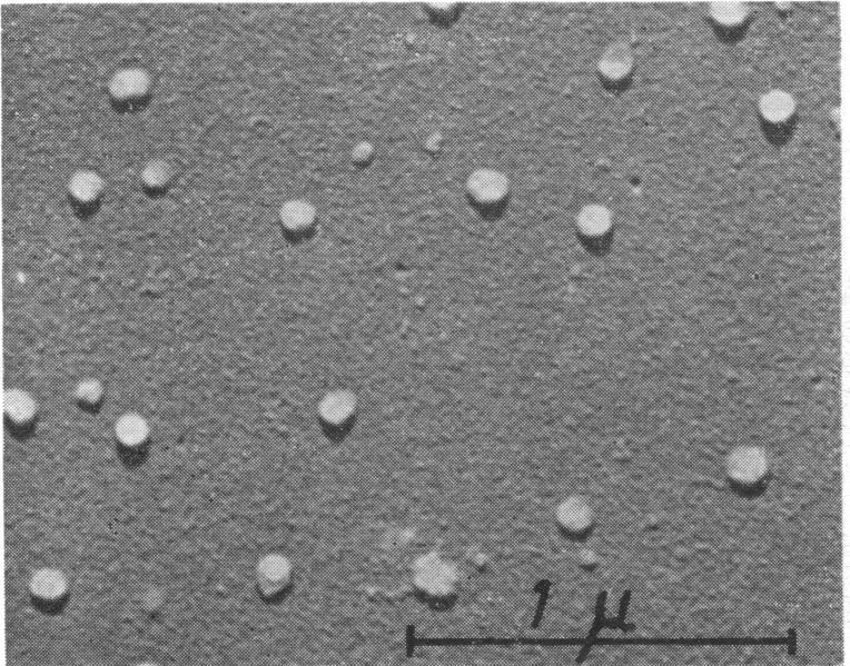 https://cdn.ncbi.nlm.nih.gov/pmc/blobs/616b/441167/32123c02a509/bactrev00136-0008-a.jpg