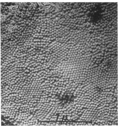 https://cdn.ncbi.nlm.nih.gov/pmc/blobs/616b/441167/3d4f8be88814/bactrev00136-0006-c.jpg
