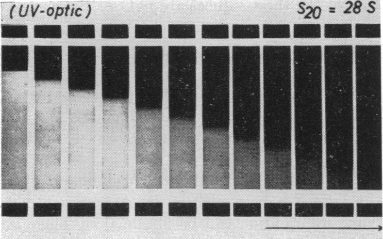 https://cdn.ncbi.nlm.nih.gov/pmc/blobs/616b/441167/430f6798ee16/bactrev00136-0007-b.jpg