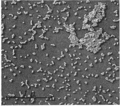 https://cdn.ncbi.nlm.nih.gov/pmc/blobs/616b/441167/57758d4aedd0/bactrev00136-0006-b.jpg