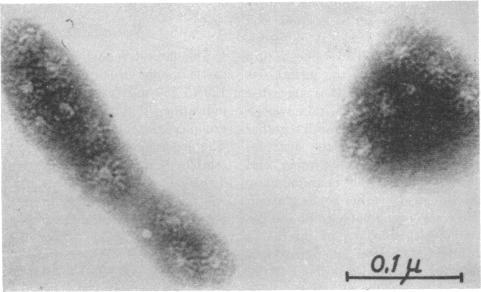 https://cdn.ncbi.nlm.nih.gov/pmc/blobs/616b/441167/70dd96cebdef/bactrev00136-0008-c.jpg
