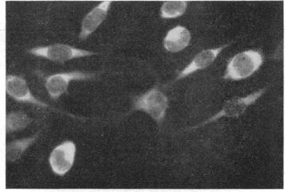 https://cdn.ncbi.nlm.nih.gov/pmc/blobs/616b/441167/989c03a63ac3/bactrev00136-0011-a.jpg