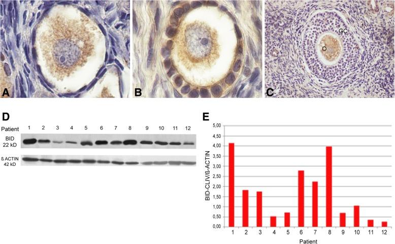 https://cdn.ncbi.nlm.nih.gov/pmc/blobs/616e/6410530/af480692a03b/13048_2019_496_Fig7_HTML.jpg