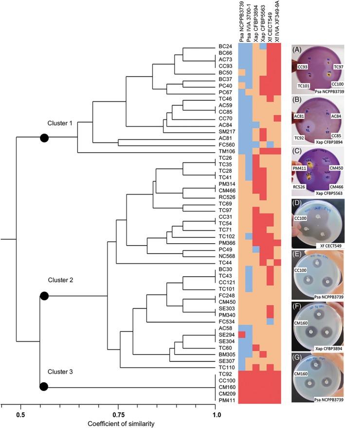 https://cdn.ncbi.nlm.nih.gov/pmc/blobs/6172/6334523/3e93eca262a8/AAB-174-92-g001.jpg