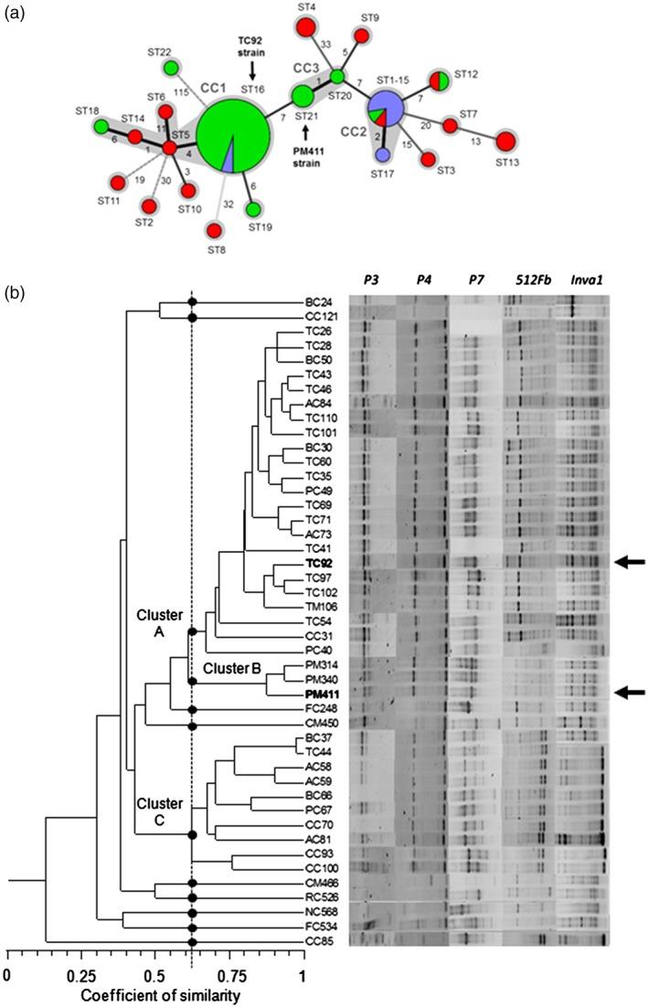 https://cdn.ncbi.nlm.nih.gov/pmc/blobs/6172/6334523/97f467302bf2/AAB-174-92-g006.jpg