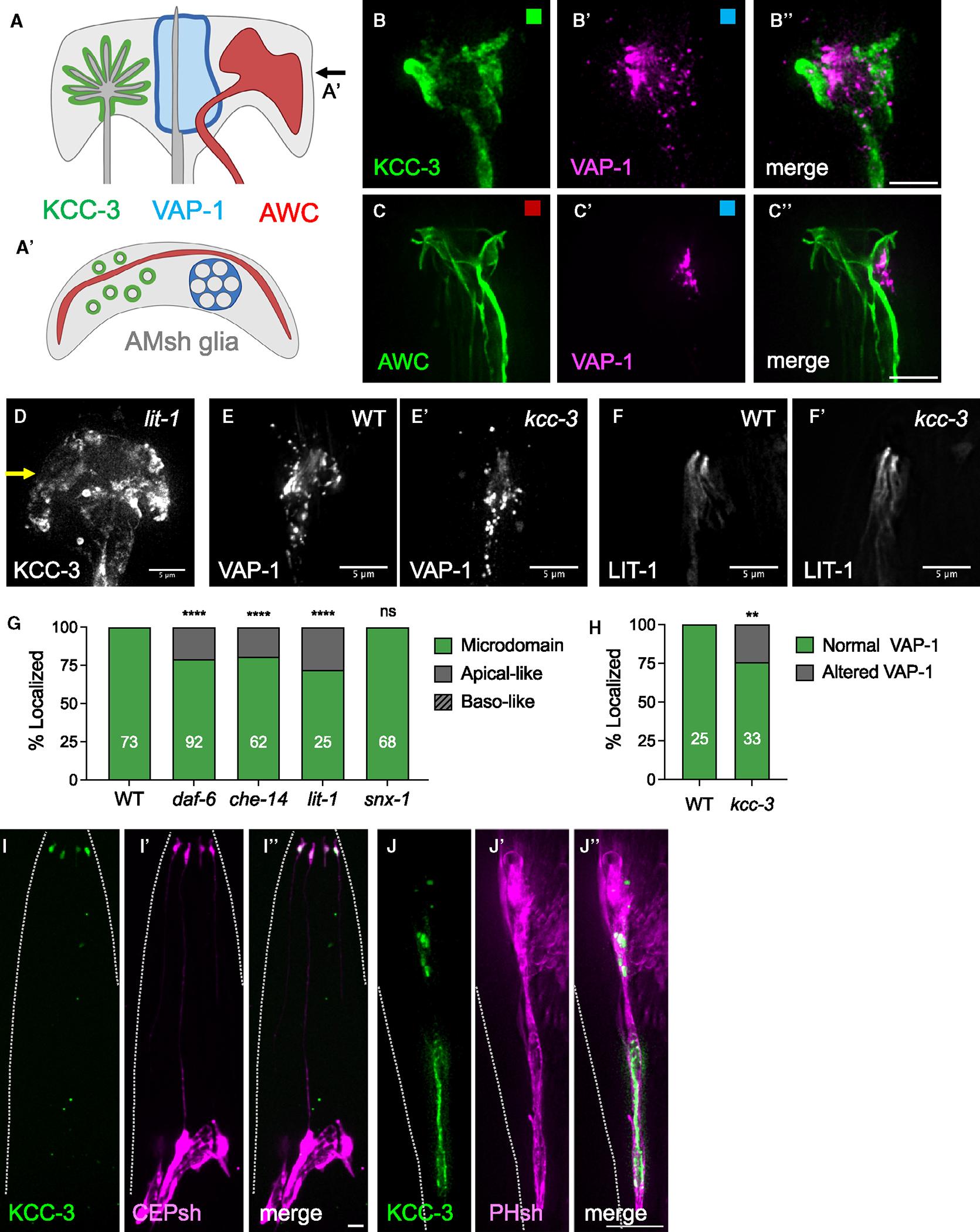 https://cdn.ncbi.nlm.nih.gov/pmc/blobs/6174/11296322/336dc12f34b7/nihms-2008805-f0004.jpg