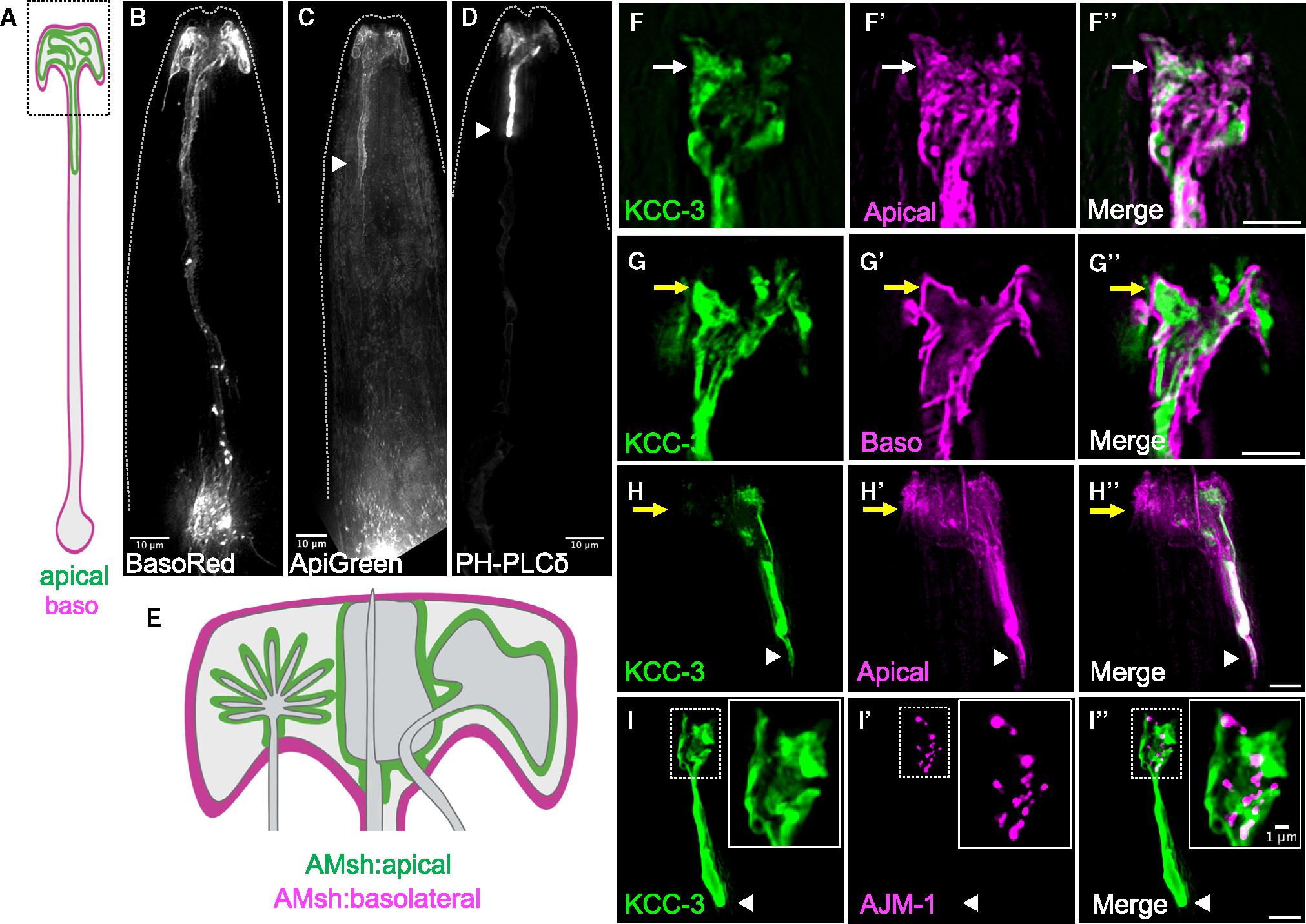 https://cdn.ncbi.nlm.nih.gov/pmc/blobs/6174/11296322/c02253ae9f7c/nihms-2008805-f0003.jpg