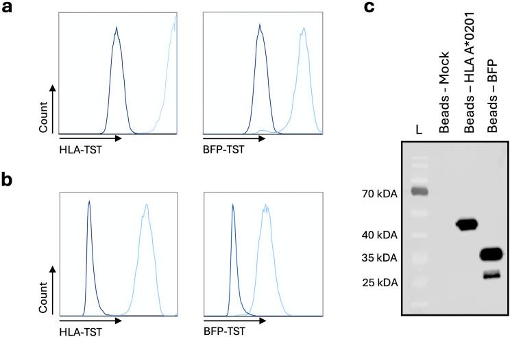 https://cdn.ncbi.nlm.nih.gov/pmc/blobs/6175/12174155/05bdab8edec9/fimmu-16-1566461-g001.jpg