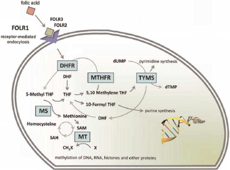 https://cdn.ncbi.nlm.nih.gov/pmc/blobs/6175/3521101/4157d0931548/NANO-3-18496-g004.jpg