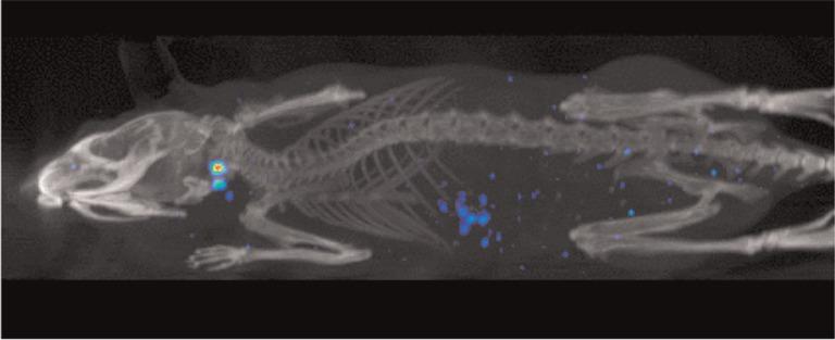 https://cdn.ncbi.nlm.nih.gov/pmc/blobs/6175/3521101/7a2de17fce5f/NANO-3-18496-g006.jpg