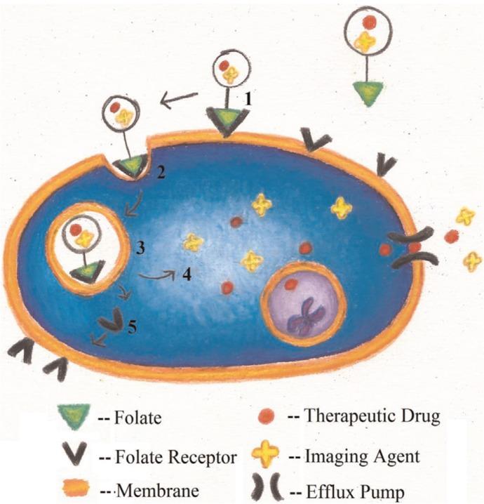 https://cdn.ncbi.nlm.nih.gov/pmc/blobs/6175/3521101/bca3286d9bf4/NANO-3-18496-g005.jpg