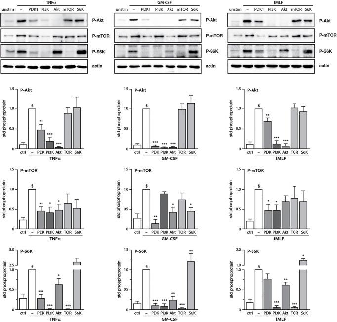 https://cdn.ncbi.nlm.nih.gov/pmc/blobs/6175/9904237/0baf460eec7a/fimmu-14-1042686-g007.jpg