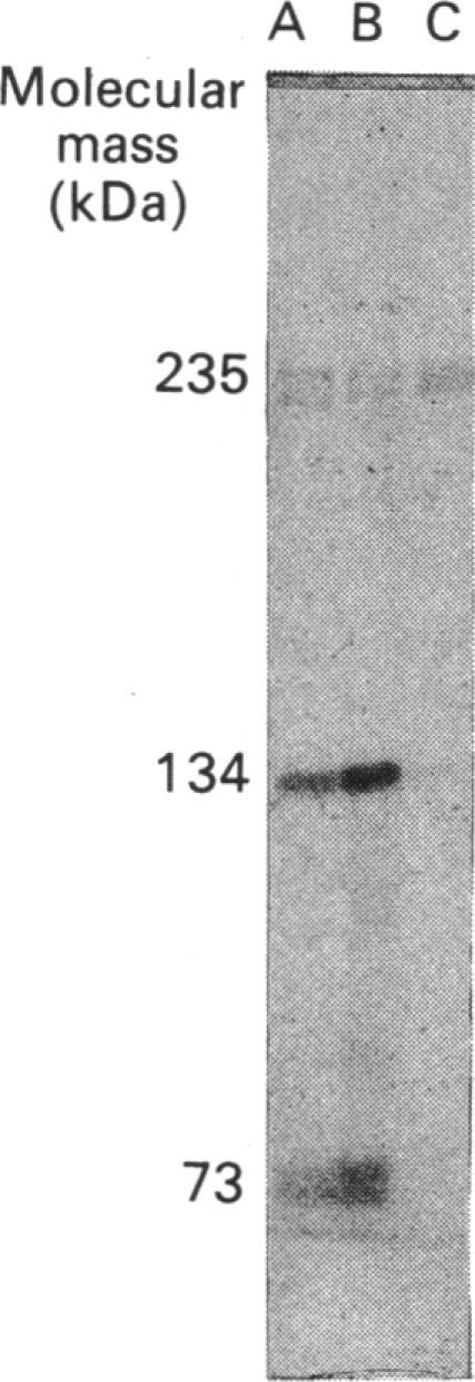 https://cdn.ncbi.nlm.nih.gov/pmc/blobs/6176/1135677/18c5cbbc5636/biochemj00214-0290-b.jpg