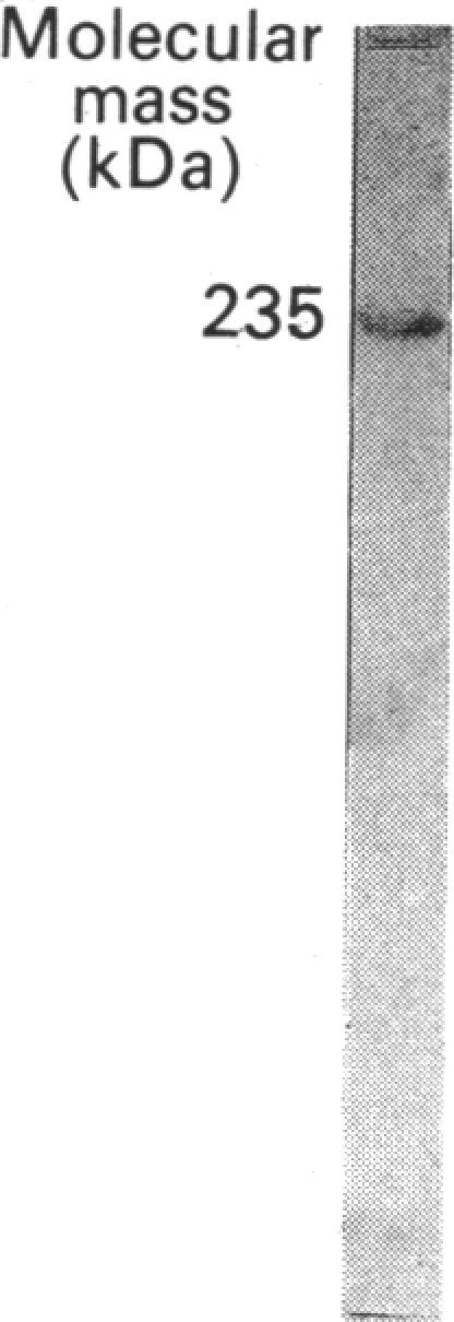 https://cdn.ncbi.nlm.nih.gov/pmc/blobs/6176/1135677/9b67506d1a77/biochemj00214-0291-a.jpg