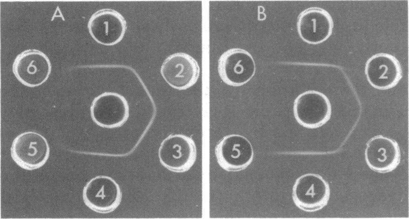 https://cdn.ncbi.nlm.nih.gov/pmc/blobs/6177/293845/b2ce10c199e6/jbacter00564-0438-a.jpg