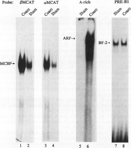 https://cdn.ncbi.nlm.nih.gov/pmc/blobs/6178/359024/da48a16f1959/molcellb00008-0055-a.jpg