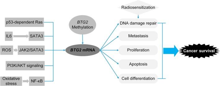 https://cdn.ncbi.nlm.nih.gov/pmc/blobs/6178/5983115/1e7c4174325c/MOL2-12-913-g006.jpg