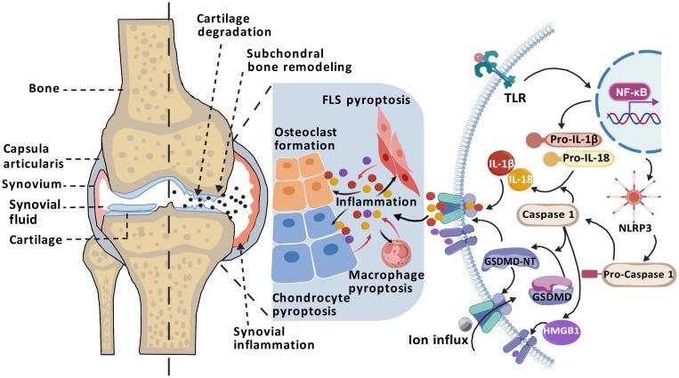 https://cdn.ncbi.nlm.nih.gov/pmc/blobs/6179/11996656/0dd21a09ba1c/fimmu-16-1556990-g002.jpg